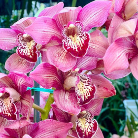 Generic Orchid Seed Mix indoor bloom ready for home decor use.