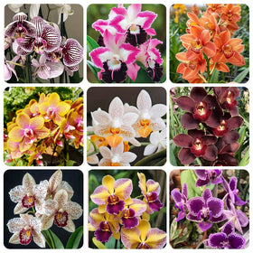 Generic Orchid Seed Mix pack for indoor planting to brighten living spaces.