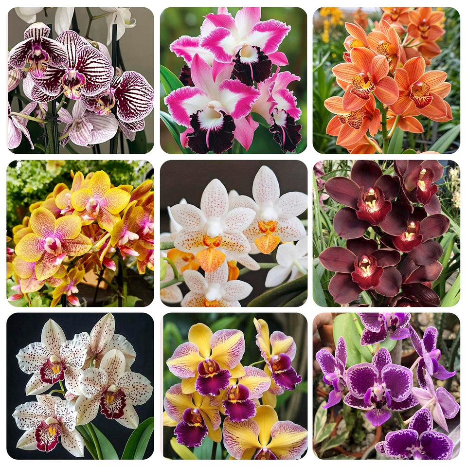 Generic Orchid Seed Mix pack for indoor planting to brighten living spaces.