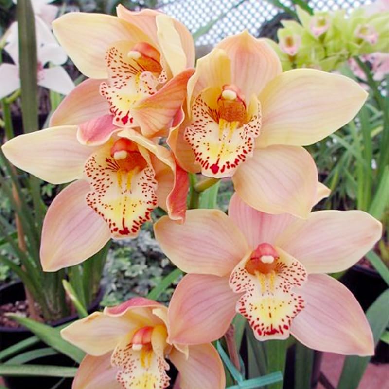 Generic Orchid Seed Mix pot stage demonstrates easy indoor cultivation.