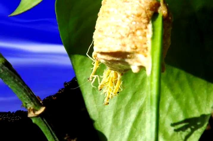 Generic outdoor placement keeps ootheca elevated to deter predators.