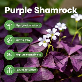 Generic Oxalis Triangularis balcony container display adds color to patios and balconies.