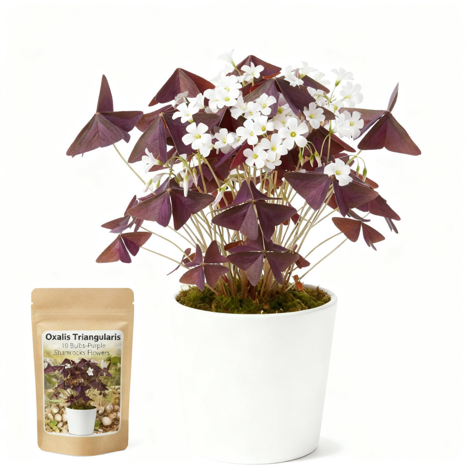 Generic Oxalis Triangularis bulbs pack for easy indoor planting and vibrant color.