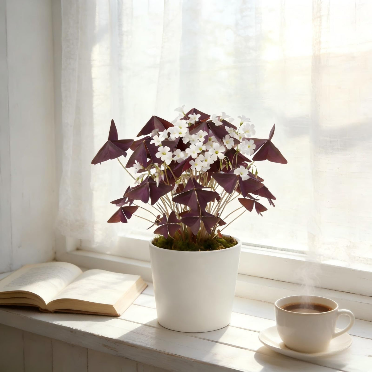 Generic Oxalis Triangularis garden bed planting in warm sun creates cheerful outdoor color.