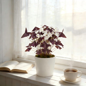 Generic Oxalis Triangularis garden bed planting in warm sun creates cheerful outdoor color.