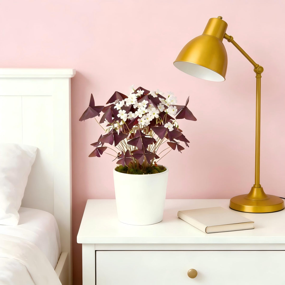 Generic Oxalis Triangularis purple shamrock foliage close-up shows striking leaves for home decor.