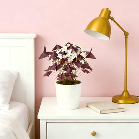 Generic Oxalis Triangularis purple shamrock foliage close-up shows striking leaves for home decor.