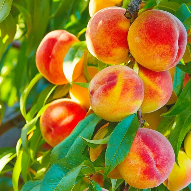 Generic peach-seeds pack close-up for home planting and heirloom fruit potential.