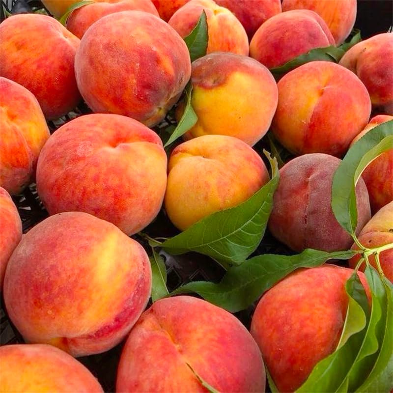 Generic peach tree blossoms in spring illustrate ornamental color for gardens.