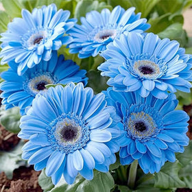 Generic perennial border planting idea with African Daisies outlining a sunny edge