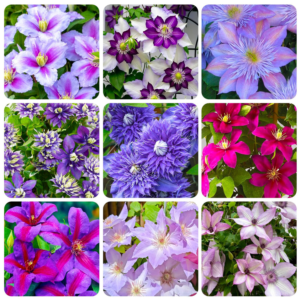Generic Clematis seeds climb a fence for vertical garden beauty