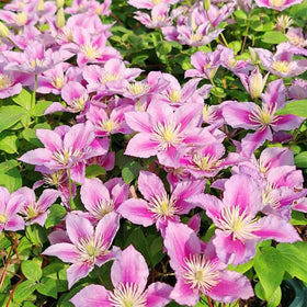 Generic Clematis blooms for indoor arrangements after sowing