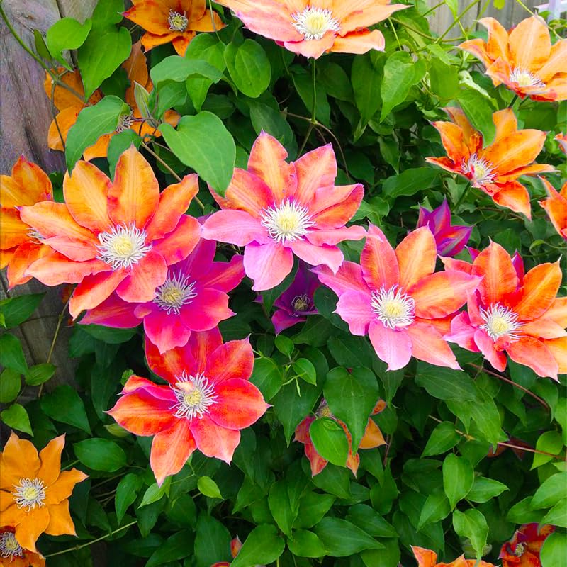 Generic Clematis seeds attract pollinators for a lively garden