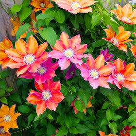 Generic Clematis seeds attract pollinators for a lively garden