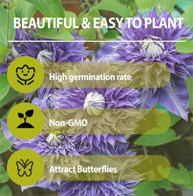 Generic sowing guide visuals show stratification and germination steps