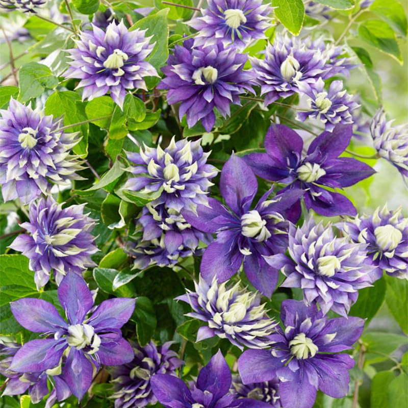 Generic mix clematis seeds on trellis promote colorful blooms