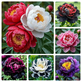 Generic peony seeds pack ready for planting and future blooms.