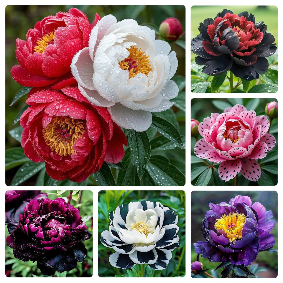 Generic peony seeds pack ready for planting and future blooms.