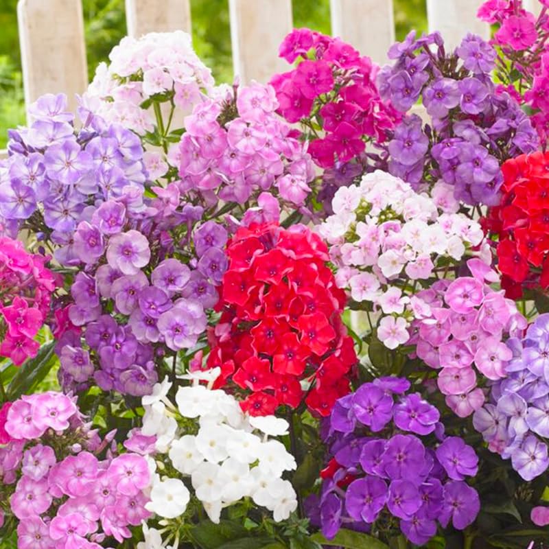 Generic Phlox Seeds abundant-blooms for borders or bouquets