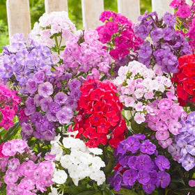 Generic Phlox Seeds abundant-blooms for borders or bouquets
