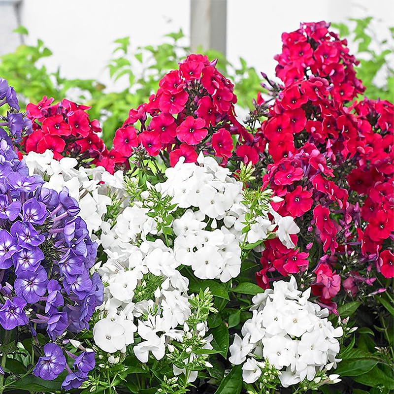 Generic Phlox Seeds balcony-pots adding vibrant blooms to a small patio