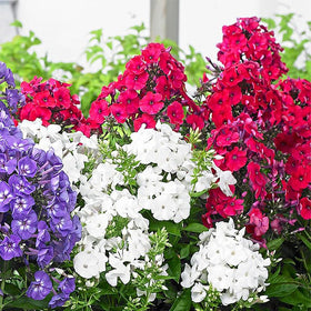 Generic Phlox Seeds balcony-pots adding vibrant blooms to a small patio