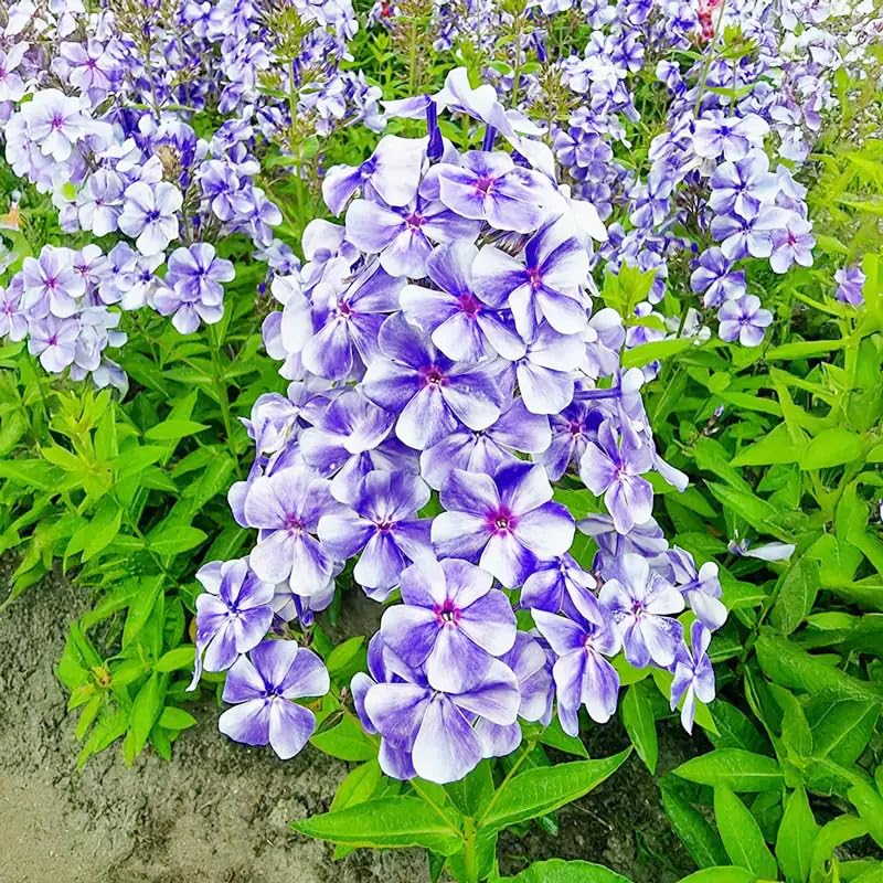 Generic Phlox Seeds border-edges brightening a garden border with color