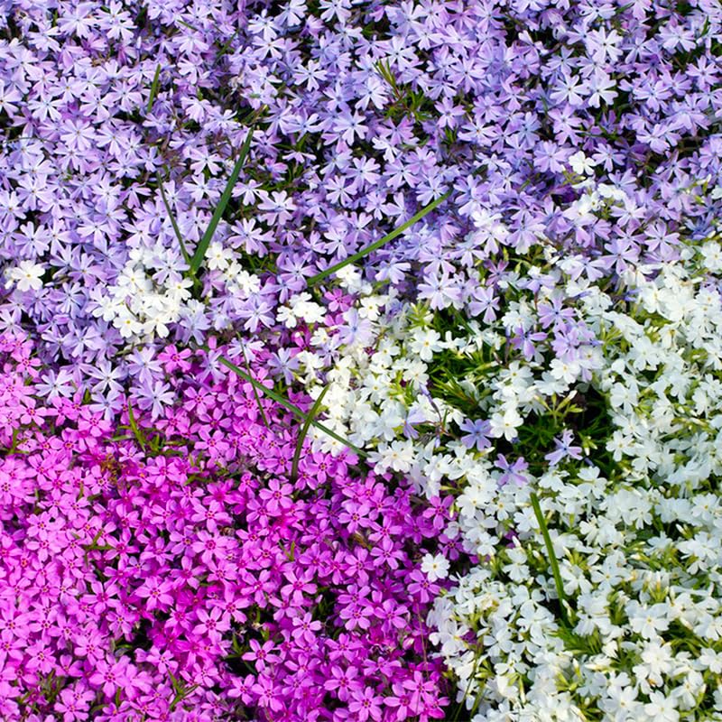Generic phlox seeds ideal for border gardens with dense clusters