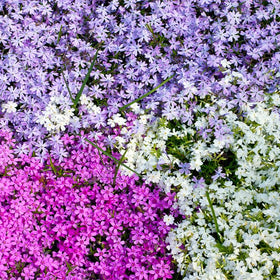 Generic phlox seeds ideal for border gardens with dense clusters