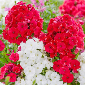 Generic Phlox Seeds creeping ground cover forming a soft green carpet