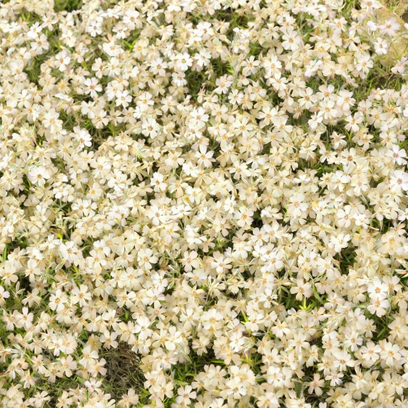 Generic phlox seeds for cut flower arrangements with sturdy stems