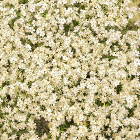 Generic phlox seeds for cut flower arrangements with sturdy stems