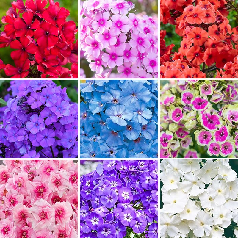 Generic Phlox Seeds mixed colors for vibrant ground cover in a sunny bed