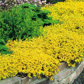 Generic yellow thyme seeds attract bees and butterflies in bloom.