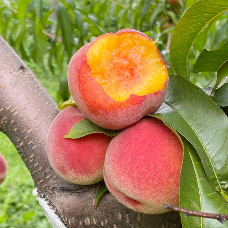 Generic planting depth guide image shows one-inch sowing depth for peach seeds.