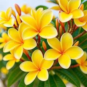 Generic Plumeria Rubra seeds closeup for germination and planting.