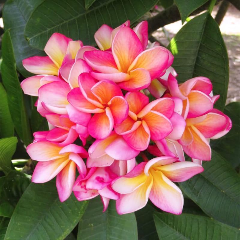 Generic Plumeria Rubra seeds germinating in sunny soil for color.