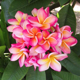 Generic Plumeria Rubra seeds germinating in sunny soil for color.