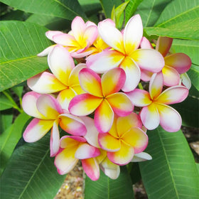 Generic Plumeria Rubra seeds in well-draining soil for healthy growth.