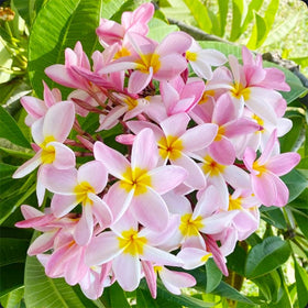 Generic Plumeria Rubra seeds used for landscape decoration or pots.