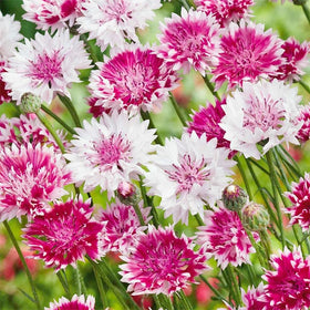 Generic pollinator-friendly cornflowers attract bees and butterflies in gardens.