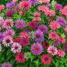 Generic Pollinator-friendly garden with bee balm and bright blooms.