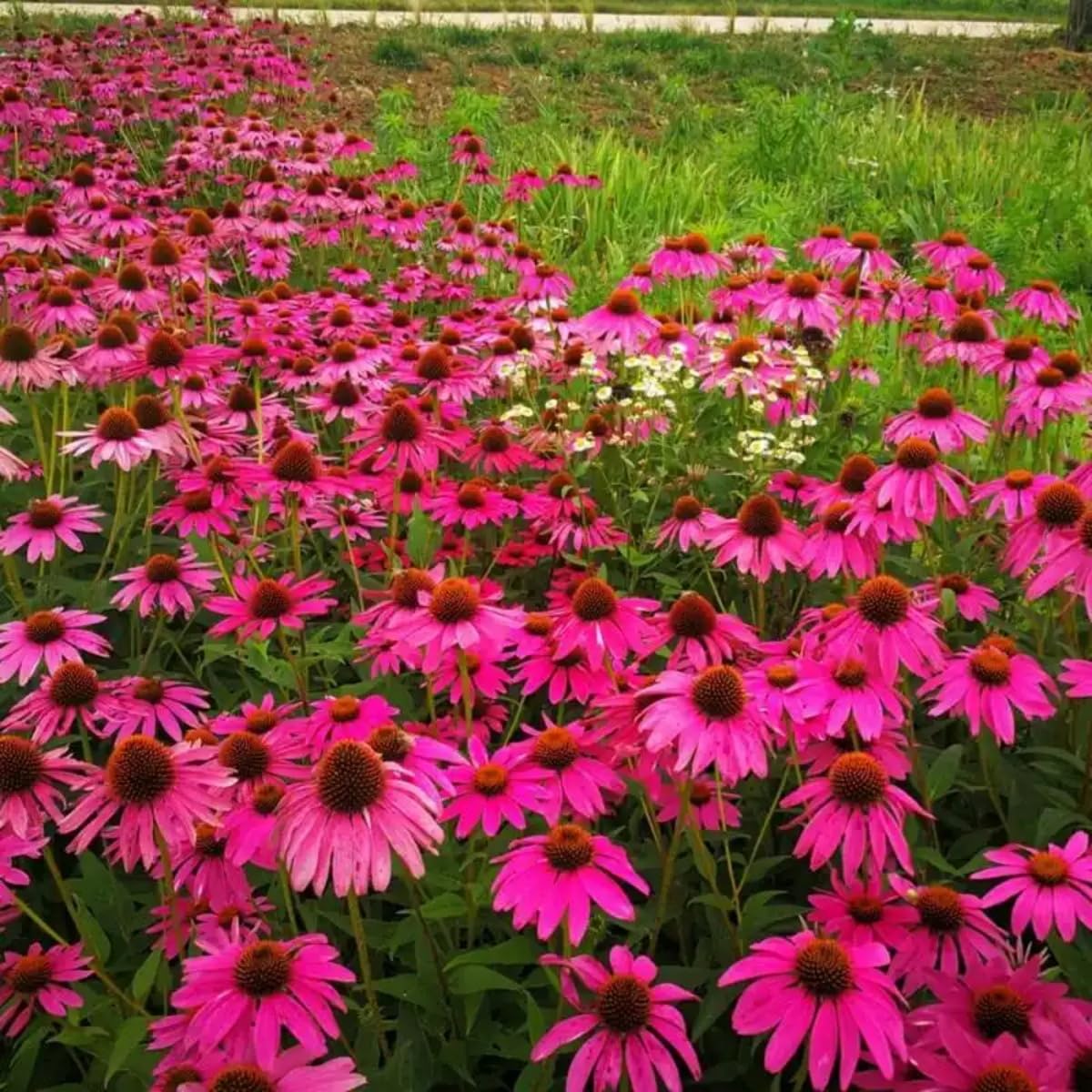 Generic non-GMO heirloom seeds preserve natural color variation for cut flower displays.