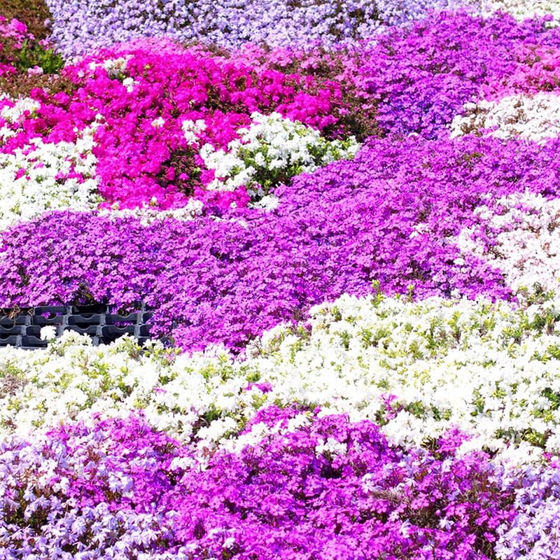 Generic pollinator-friendly phlox blooms attract butterflies and bees
