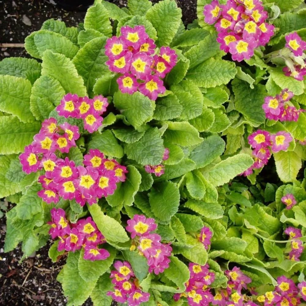 Generic primrose seeds bloom close-up showing vibrant colors.