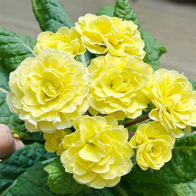 Generic 1000+ perennial mix primrose seeds suit borders and outdoor containers.