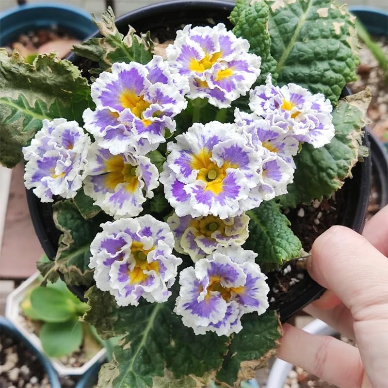 Generic primrose seeds germination close-up promises early spring color.