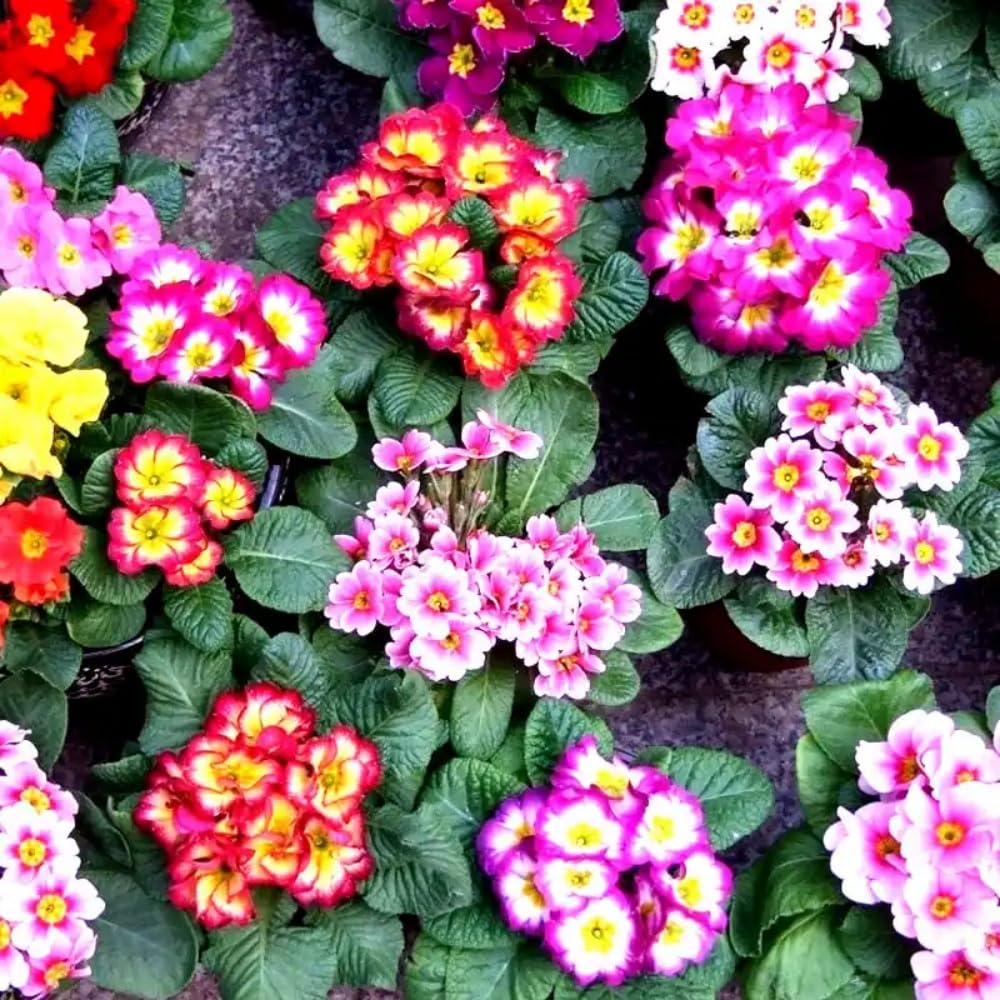 Generic heirloom non-GMO primrose seeds suit outdoor planters.