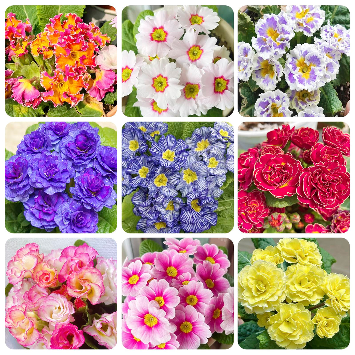Generic 1000+ Perennial Mix Primrose Seeds pack for border planting.