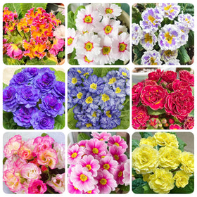 Generic 1000+ Perennial Mix Primrose Seeds pack for border planting.